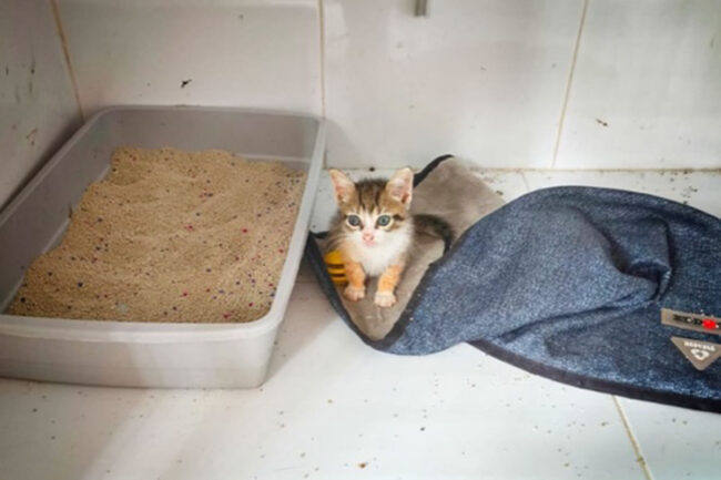 triste-destino-tri-victima-cria-ilegal-no-resistio-mas