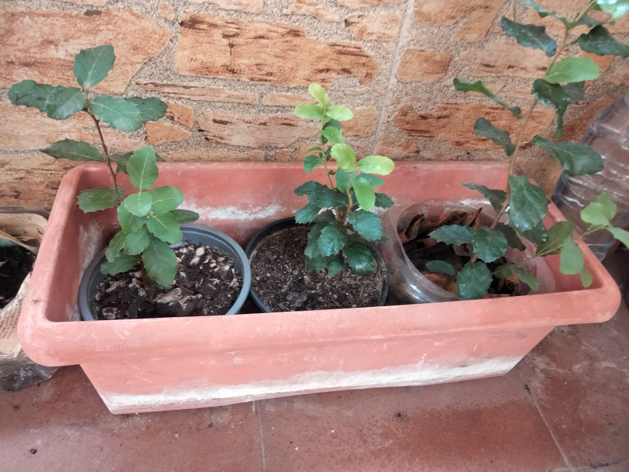 vida-se-abre-paso-llamas-brotan-alcornoques-montes-002