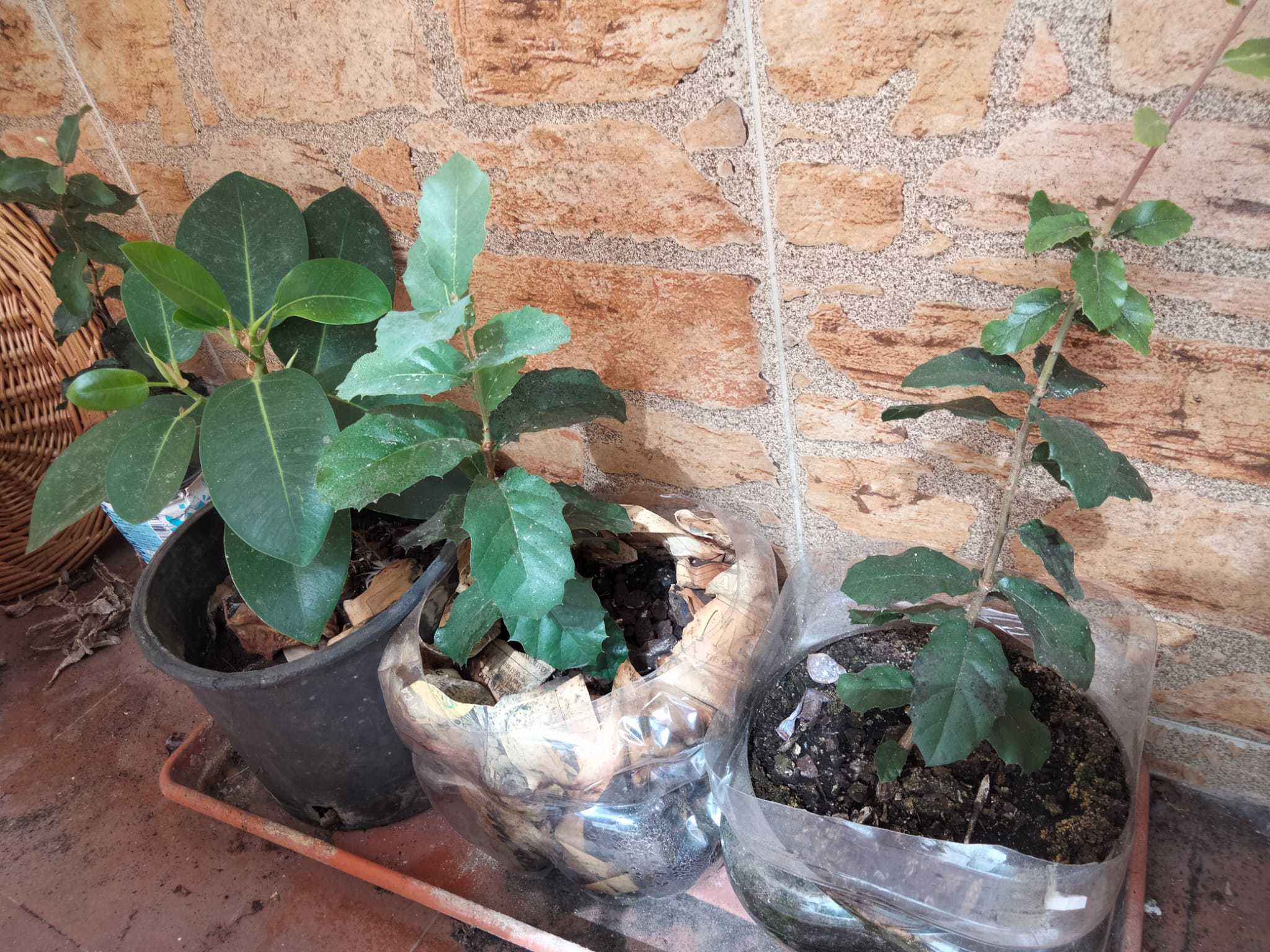 vida-se-abre-paso-llamas-brotan-alcornoques-montes-004