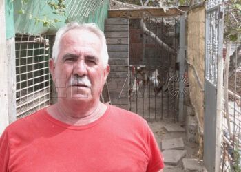 manolo-lucha-26-gallinas-quieren-sacrificar