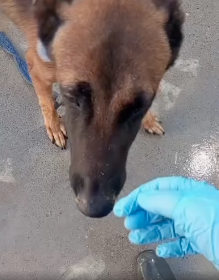 atado-monte-heridas-cuello-perro-fenix-1