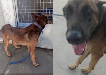 atado-monte-heridas-cuello-perro-fenix