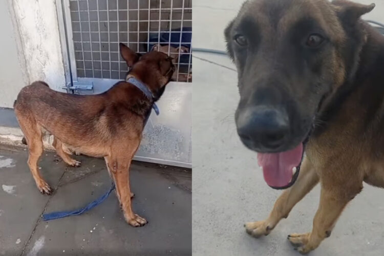 atado-monte-heridas-cuello-perro-fenix