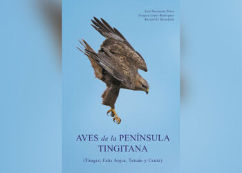 aves-peninsula-tingitana