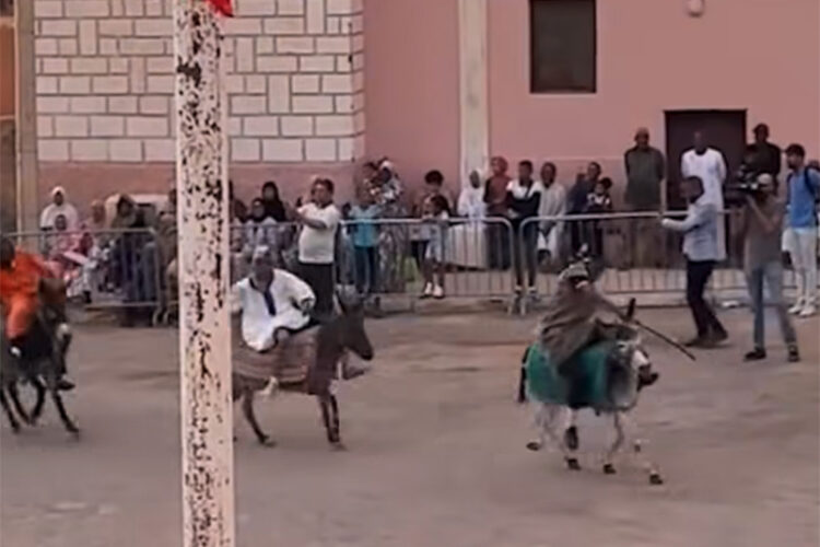 carreras-burros-sur-marruecos