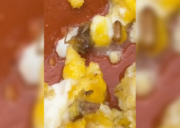 cucaracha-tajin-desayuno-rabat