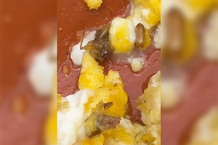 cucaracha-tajin-desayuno-rabat