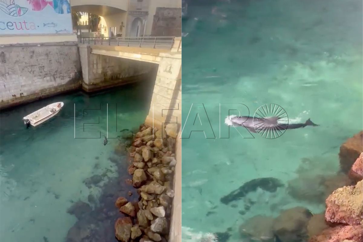 delfin-atrapado-foso-real-1