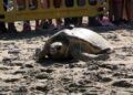 dos-tortugas-bobas-vuelven-al-mar-rodeadas-de-carino-015