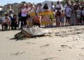dos-tortugas-bobas-vuelven-al-mar-rodeadas-de-carino-015
