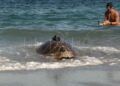 dos-tortugas-bobas-vuelven-al-mar-rodeadas-de-carino-015