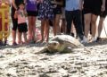 dos-tortugas-bobas-vuelven-al-mar-rodeadas-de-carino-011