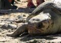 dos-tortugas-bobas-vuelven-al-mar-rodeadas-de-carino-015