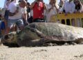 dos-tortugas-bobas-vuelven-al-mar-rodeadas-de-carino-015