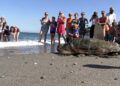 dos-tortugas-bobas-vuelven-al-mar-rodeadas-de-carino-015