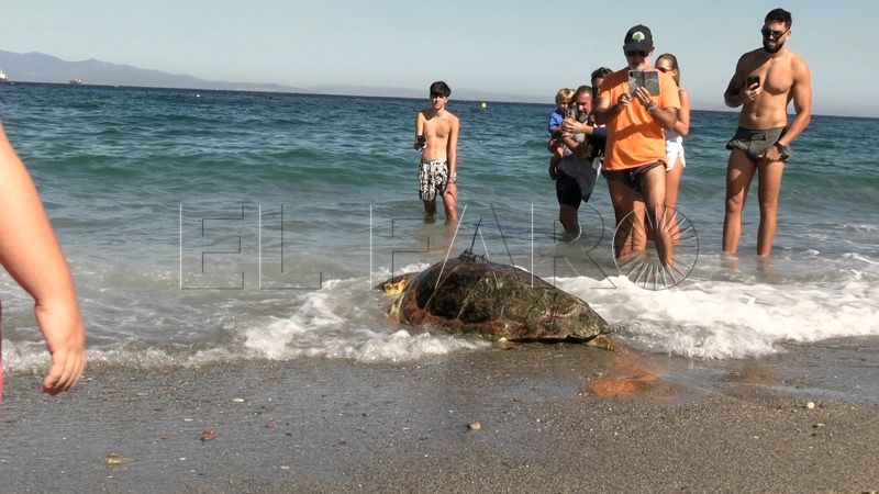 dos-tortugas-bobas-vuelven-al-mar-rodeadas-de-carino-015