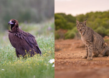 fundacion-endesa-ayudas-biodiversidad