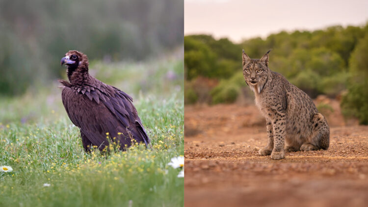 fundacion-endesa-ayudas-biodiversidad