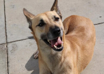 hilda-quiere-vida-mas-alla-barrotes-protectora-001