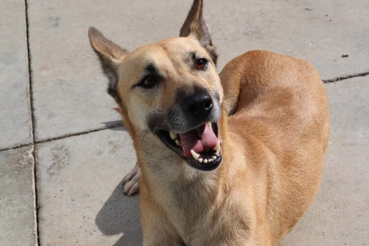 hilda-quiere-vida-mas-alla-barrotes-protectora-001