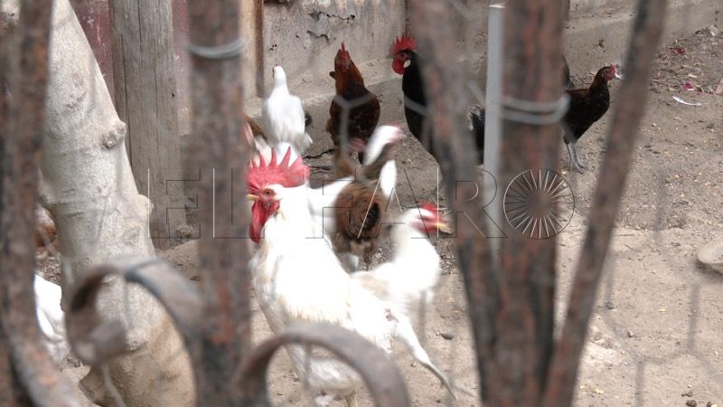manolo-lucha-26-gallinas-quieren-sacrificar