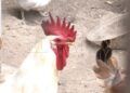 manolo-lucha-26-gallinas-quieren-sacrificar