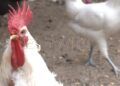 manolo-lucha-26-gallinas-quieren-sacrificar