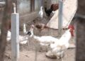 manolo-lucha-26-gallinas-quieren-sacrificar