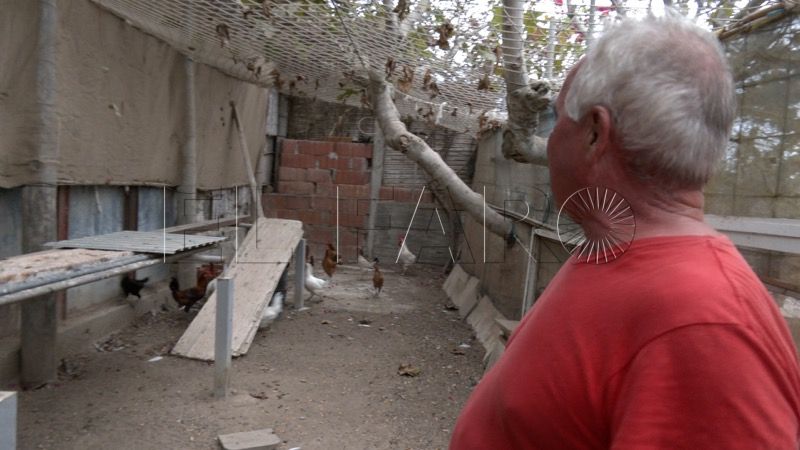 manolo-lucha-26-gallinas-quieren-sacrificar