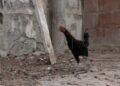 manolo-lucha-26-gallinas-quieren-sacrificar