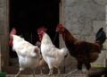 manolo-lucha-26-gallinas-quieren-sacrificar
