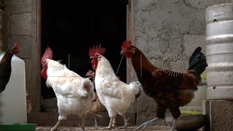 manolo-lucha-26-gallinas-quieren-sacrificar