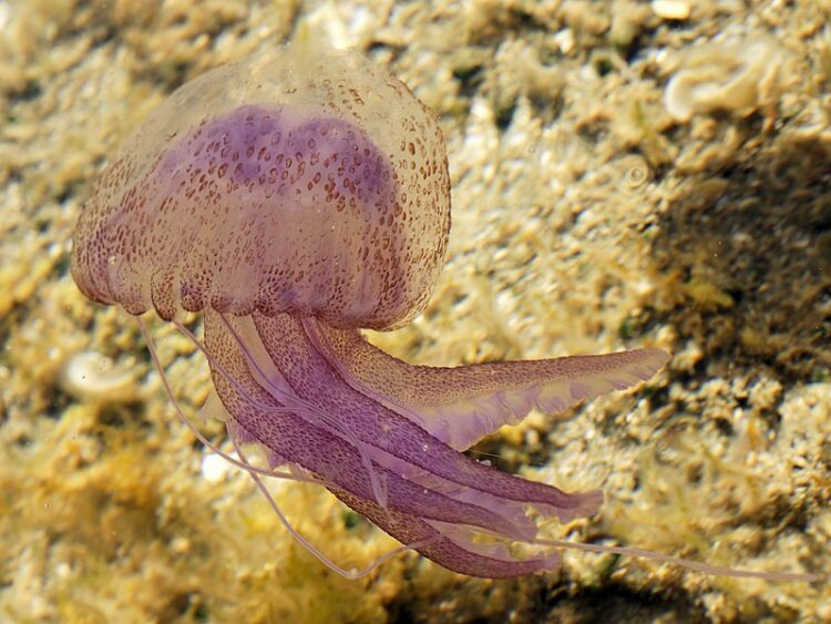 medusa-especie-pelagia-noctiluca
