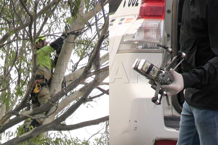 narcodron-hachis-arbol-bomberos