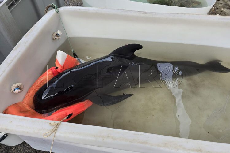 no-era-delfin-ballena-piloto-ha-llegado-ceuta-morir-001