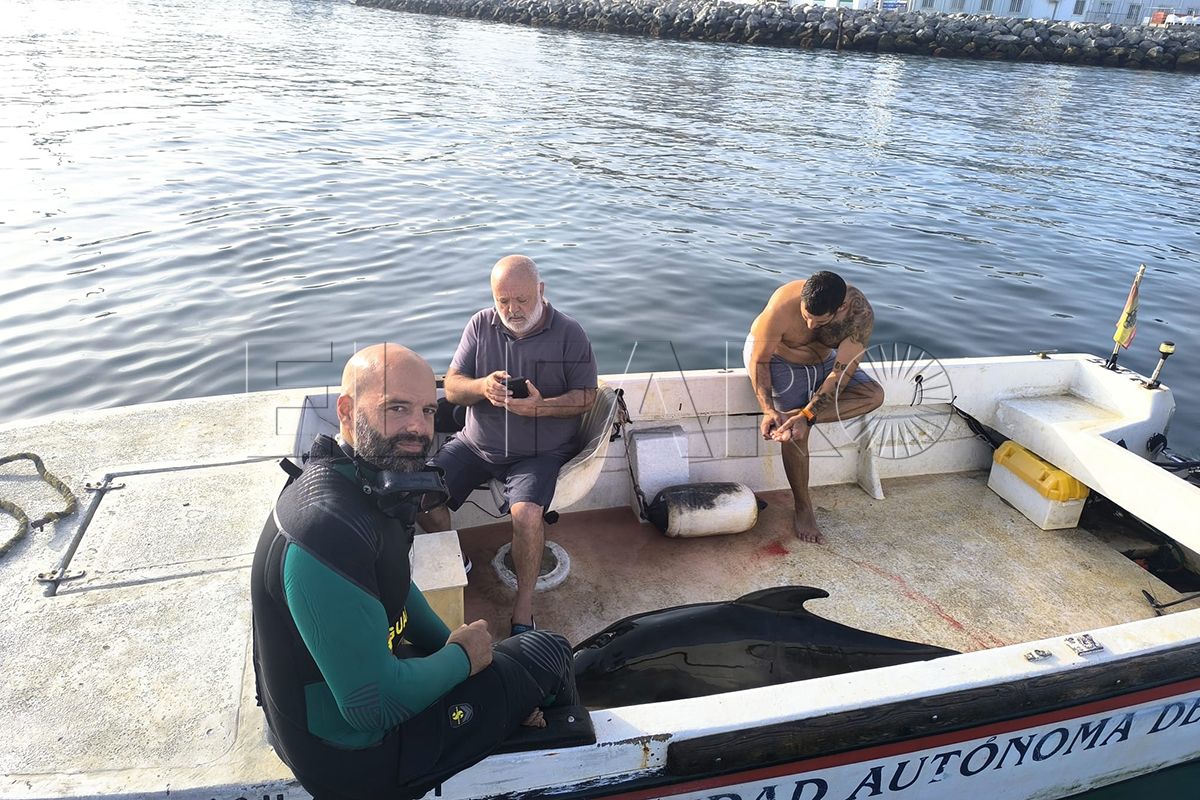 no-era-delfin-ballena-piloto-ha-llegado-ceuta-morir-003
