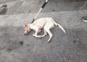 perro-positivo-rabia-ceuta-septiembre-2025-1