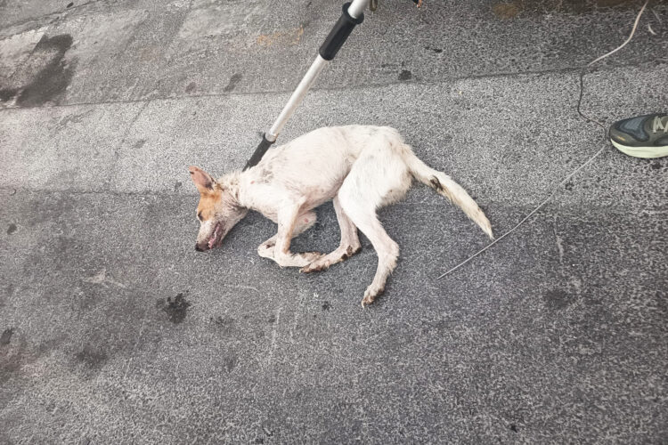 perro-positivo-rabia-ceuta-septiembre-2025-1