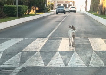 ceuta-blinda-contra-rabia-estas-normas