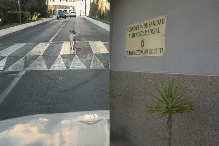 perro-rabia-murio-24-horas-despues-captura-pudo-entrar-valla-001