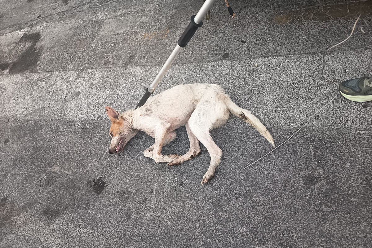 perro-rabia-murio-24-horas-despues-captura-pudo-entrar-valla-002