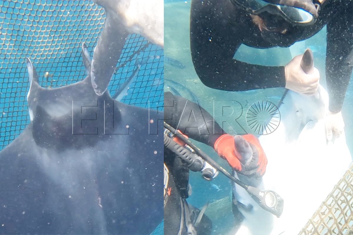 portada-rescate-dos-mantas-diablo-almadrabeta-ceuta