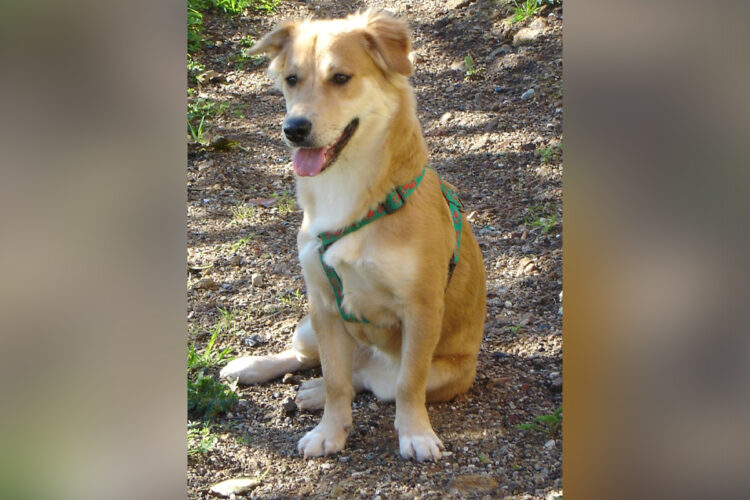 prefiero-antes-animales-muchas-personas