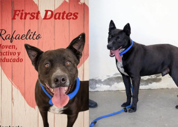 rafalito-rescatador-corazones-no-tiene-hogar-perro-protectora-1