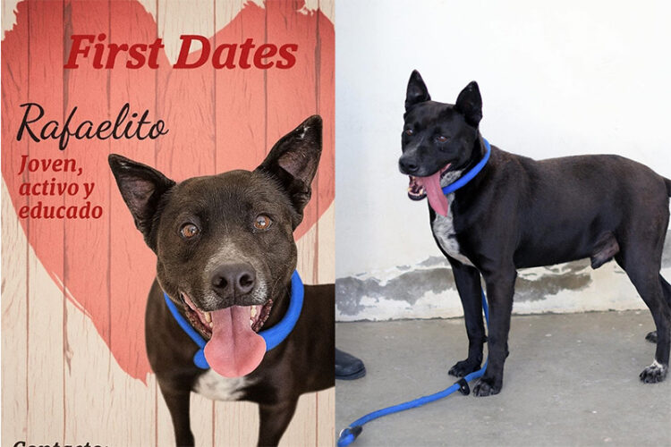 rafalito-rescatador-corazones-no-tiene-hogar-perro-protectora-1