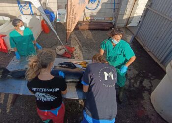 realizan-eutanasia-necropsia-ballena-piloto-encontrada-foso