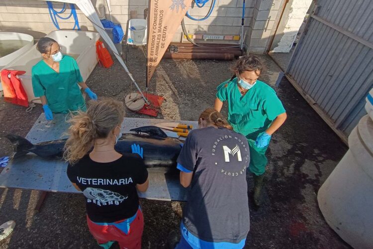 realizan-eutanasia-necropsia-ballena-piloto-encontrada-foso