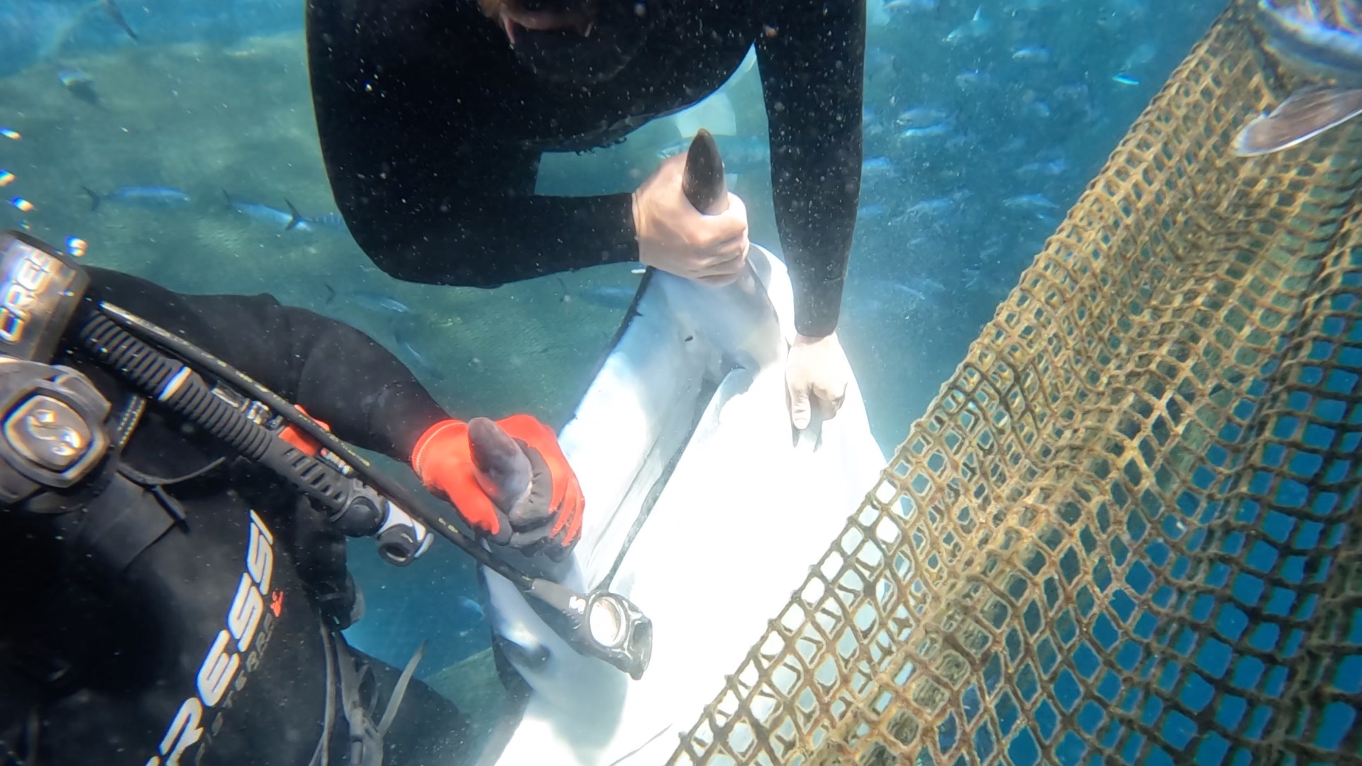 rescate-dos-mantas-diablo-almadrabeta-ceuta-12