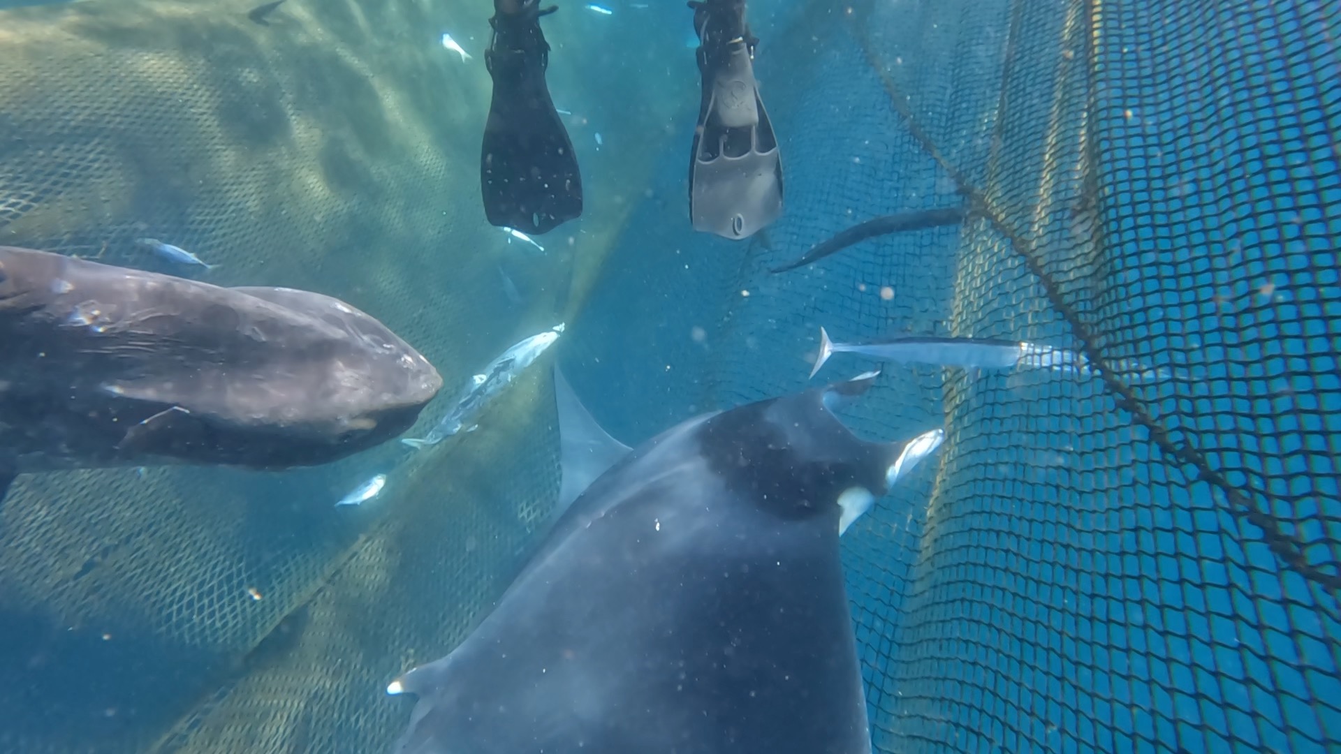 rescate-dos-mantas-diablo-almadrabeta-ceuta-7