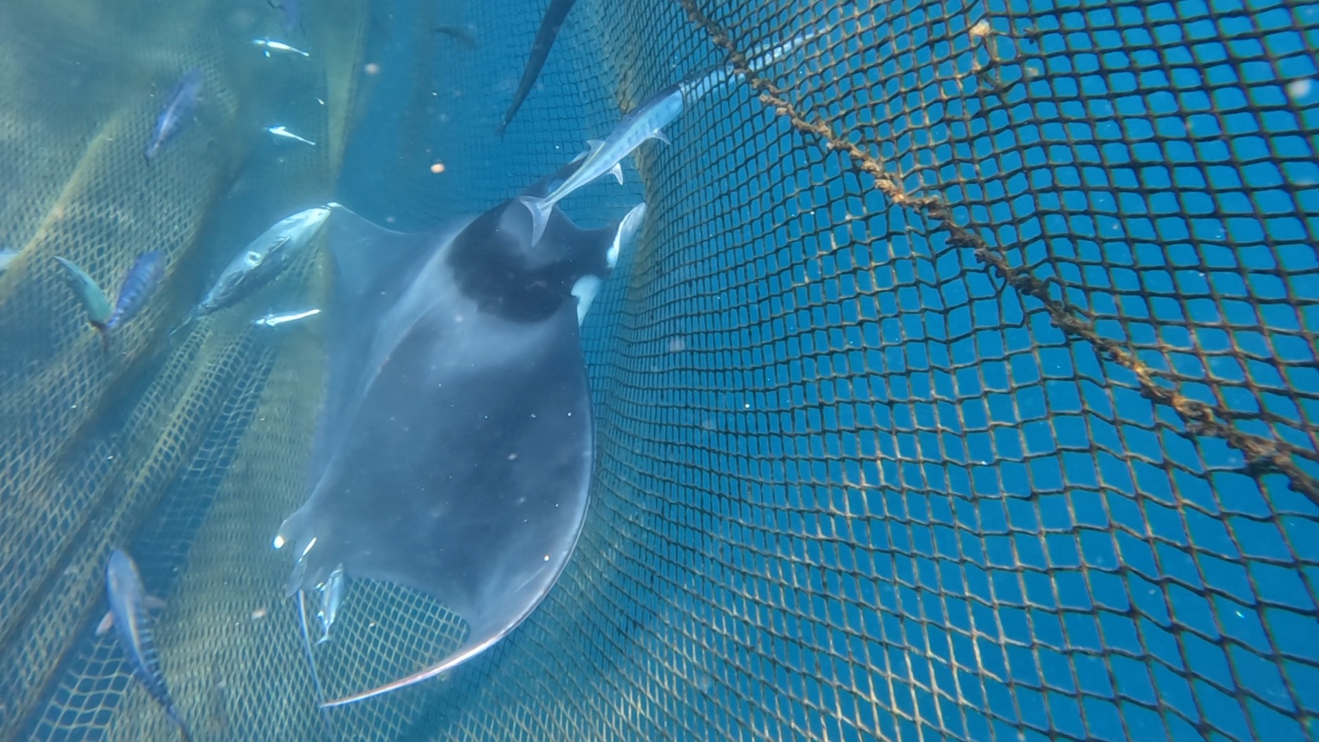 rescate-dos-mantas-diablo-almadrabeta-ceuta-8